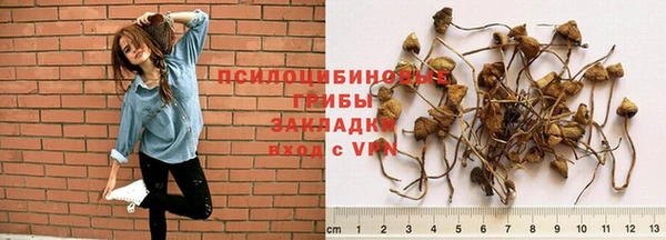 прущие крисы Бородино